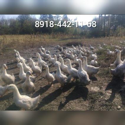 Мясо утки - купить на сайте объявлений Армавир онлайн