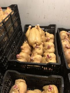Продаем тушки домашних кур бройлера  - купить на сайте объявлений Краснодар онлайн