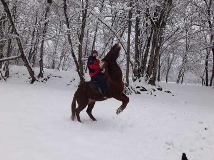 Конные прогулки  - купить на сайте объявлений Горячий Ключ онлайн