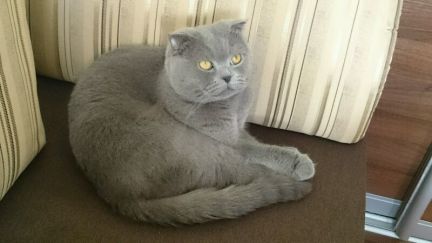 Вязка с шотландским вислоухим котом  - купить на сайте объявлений Армавир онлайн