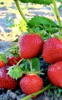 Клери ранняя  - купить на сайте объявлений Армавир онлайн