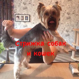 Стрижка кошек и собак  - купить на сайте объявлений Армавир онлайн