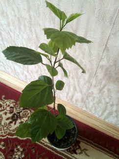 Гибискус  - купить на сайте объявлений Армавир онлайн
